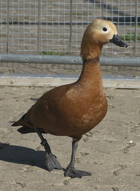 综合能力